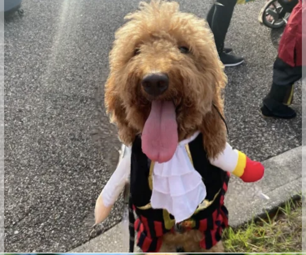 Medium Photo #1 Goldendoodle (Miniature) Puppy For Sale in LAKE PANASOFFKEE, FL, USA