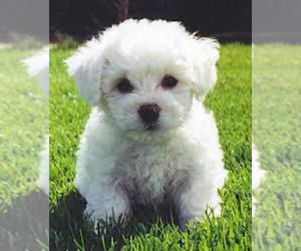 Medium Photo #1 Bichon Frise Puppy For Sale in OREGON, MO, USA