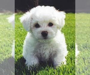 Bichon Frise Puppy for sale in OREGON, MO, USA