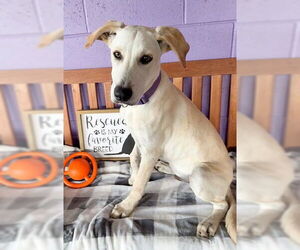 Medium Labrador Retriever Mix