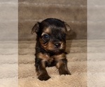 Puppy Lilac Collar Yorkshire Terrier