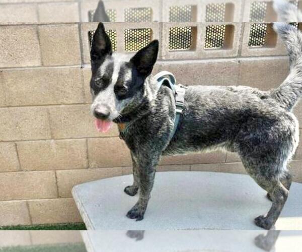 Medium Photo #2 Australian Cattle Dog-Unknown Mix Puppy For Sale in Moreno Valley, CA, USA