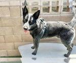 Small #1 Australian Cattle Dog Mix