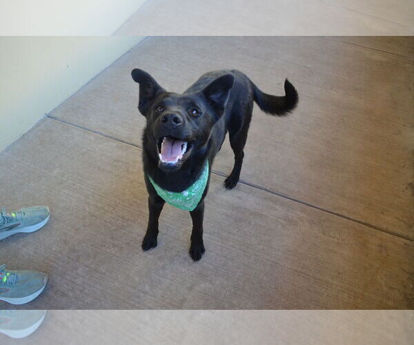 Medium Photo #1 Labrador Retriever-Unknown Mix Puppy For Sale in McKinney, TX, USA