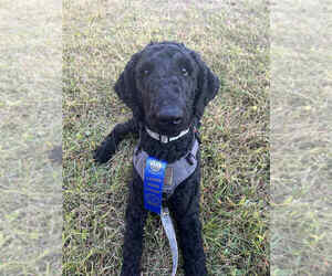 Father of the Poodle (Standard) puppies born on 07/20/2025