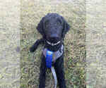 Small Photo #1 Poodle (Standard) Puppy For Sale in STONEVILLE, NC, USA