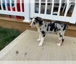 Small Photo #1 Australian Shepherd-Unknown Mix Puppy For Sale in JEROMESVILLE, OH, USA