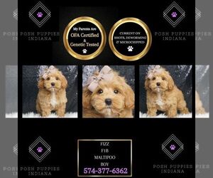 Maltipoo Puppy for sale in WARSAW, IN, USA