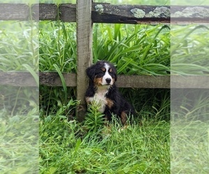 Bernese Mountain Dog Puppy for Sale in FRESNO, Ohio USA