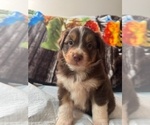 Puppy Topper Australian Shepherd