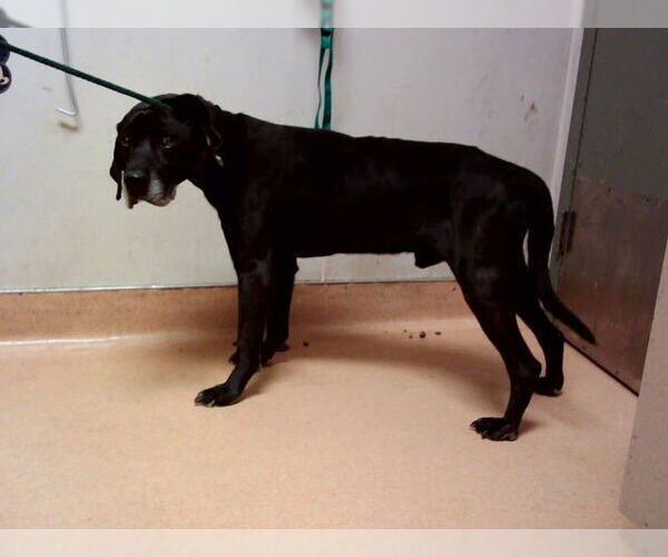 Medium Photo #1 Mutt Puppy For Sale in Martinez, CA, USA