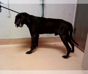 Mutt Dogs for adoption in Martinez, CA, USA