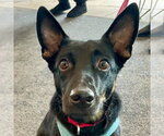 Small #1 Rat Terrier Mix
