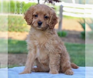Cavapoo Puppy for Sale in HONEY BROOK, Pennsylvania USA