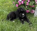 Small #1 Bernese Mountain Dog
