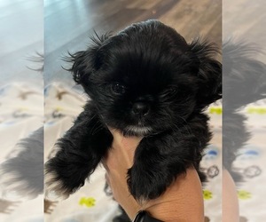 Shih Tzu Puppy for sale in REDWOOD VALLEY, CA, USA