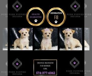 Morkie Puppy for sale in WARSAW, IN, USA