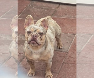 French Bulldog Puppy for sale in NORTH PORT, FL, USA
