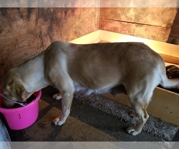 Medium Photo #1 Australian Cattle Dog-Labrador Retriever Mix Puppy For Sale in LA GRANDE, OR, USA