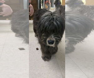 Lhasa Apso-Unknown Mix Dogs for adoption in Franklin, North Carolina, NC, USA