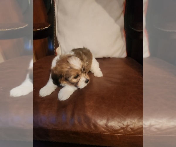 Medium Photo #1 Papitese Puppy For Sale in ORANGEBURG, SC, USA