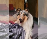 Small Photo #1 Collie Puppy For Sale in HARKER HEIGHTS, TX, USA