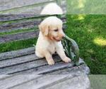 Small Photo #1 Goldendoodle Puppy For Sale in LEON, KS, USA