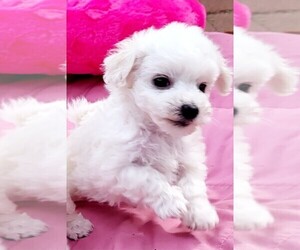 Bichon Frise Puppy for Sale in EUGENE, Oregon USA