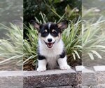Small #10 Pembroke Welsh Corgi