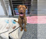 Small #1 Boxer Mix