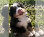 Small #25 Bernese Mountain Dog