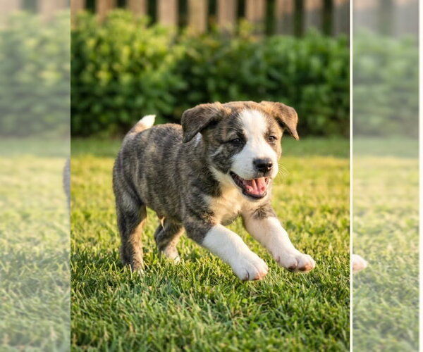 Medium Photo #1 Mutt Puppy For Sale in Hillsboro, MO, USA