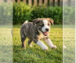 Small Mutt