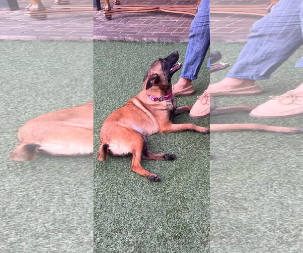 Medium Photo #3 Mutt Puppy For Sale in Escondido, CA, USA