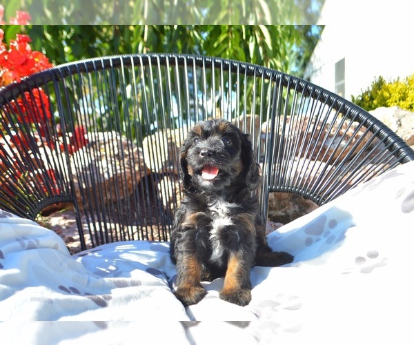 Medium Photo #13 Cavapoo Puppy For Sale in ELIZABETHTOWN, PA, USA
