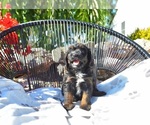 Small #2 Cavapoo