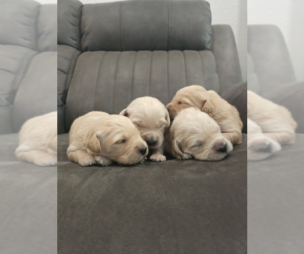 Medium Photo #2 English Cream Golden Retriever Puppy For Sale in ELVERTA, CA, USA