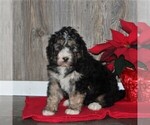 Small Photo #1 Bernedoodle Puppy For Sale in HONEY BROOK, PA, USA