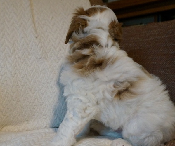 Medium Photo #5 Golden Mountain Doodle  Puppy For Sale in JIM FALLS, WI, USA