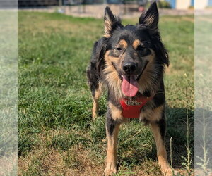 German Shepherd Dog-Unknown Mix Dogs for adoption in Minneapolis, MN, USA