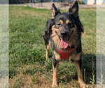 Small German Shepherd Dog Mix