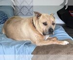 Small Photo #14 American Pit Bull Terrier-American Staffordshire Terrier Mix Puppy For Sale in Spotsylvania, VA, USA