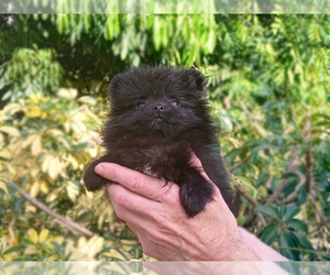 Pomeranian Puppy for sale in WEST PALM BEACH, FL, USA