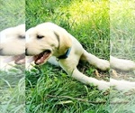 Small #5 Labrador Retriever