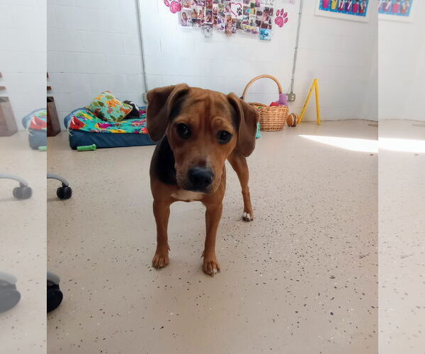 Medium Photo #6 Beagle-Unknown Mix Puppy For Sale in York, SC, USA