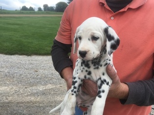 View Ad Dalmatian Puppy For Sale Near Michigan Sturgis Usa Adn 17668