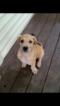 Medium Photo #1 Great Dane Puppy For Sale in NEW CASTLE, DE, USA