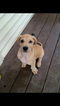 Small Photo #1 Great Dane Puppy For Sale in NEW CASTLE, DE, USA