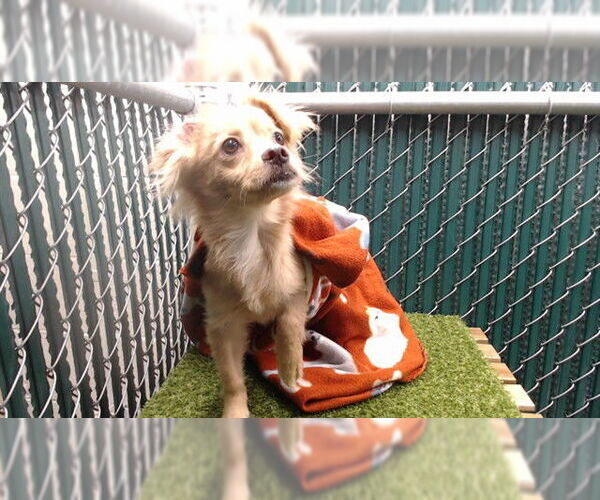 Medium Photo #1 Chihuahua Puppy For Sale in Downey, CA, USA