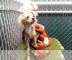 Chihuahua Dogs for adoption in Downey, CA, USA